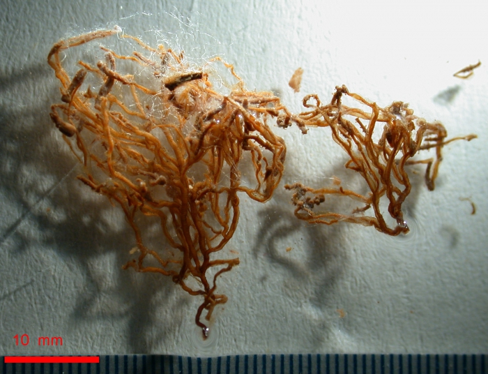 Coryne vermicularis type specimens Coryne vermicularis type specimens