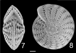 Elphidium craticulatum Australia