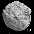 Chromista - Foraminifera (foraminifers)