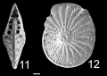 Chromista - Foraminifera (foraminifers)