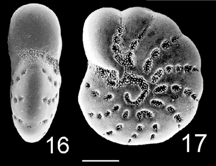 Elphidium excavatum clavatum NZ Elphidium excavatum clavatum NZ