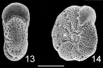 Cribroelphidium knudsenae Hayward & Holzmann, 2025, New Zealand, holotype