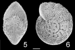 Chromista - Foraminifera (foraminifers)