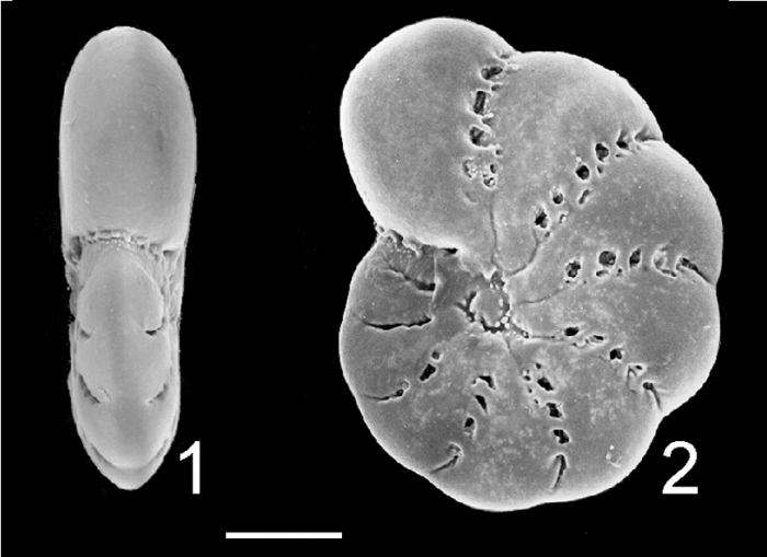 Elphidium lene Australia