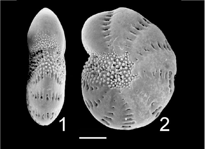 Elphidium oceanicum Australia Elphidium oceanicum Australia