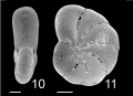 Chromista - Foraminifera (foraminifers)