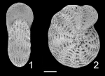 Chromista - Foraminifera (foraminifers)