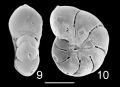 Chromista - Foraminifera (foraminifers)