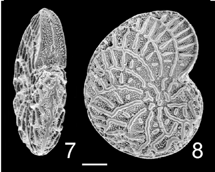 Discorotalia tenuissima NZ Discorotalia tenuissima NZ