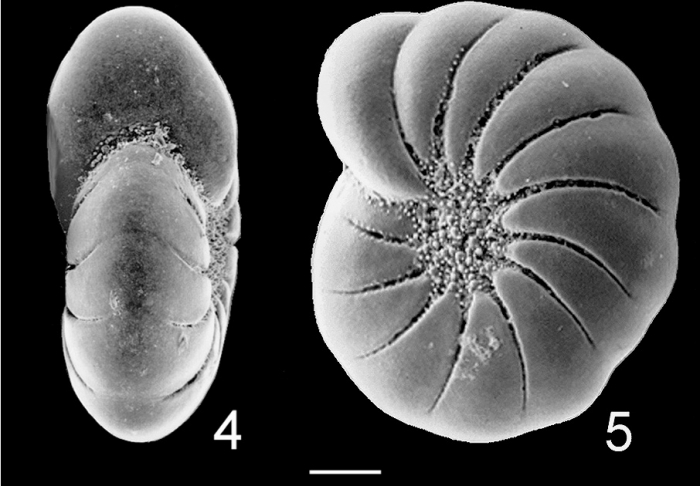Australononion aoteanum (Vella, 1957)