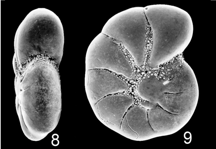 Haynesina depressula simplex Fiji