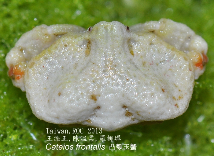 Cateios frontalis