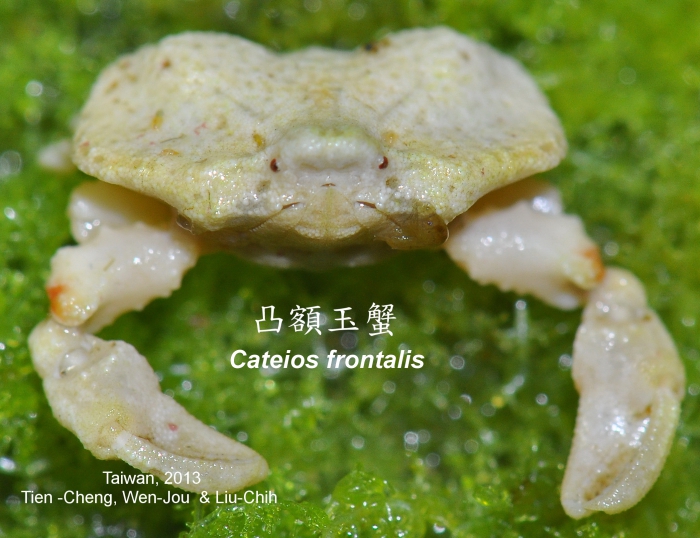 Cateios frontalis 