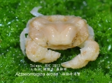 Actaeomorpha erosa, author: wj Chen; LC, Lo; TC, Chen