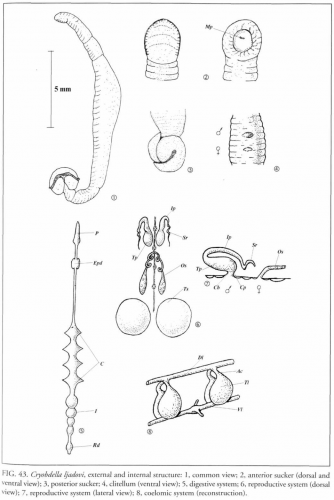 Cryobdella ljadovi, external and internal structures