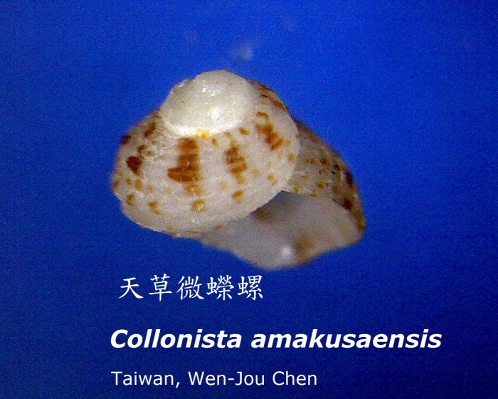 Collonista amakusaensis