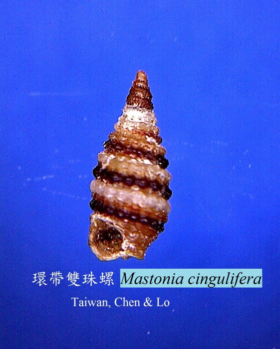 Mastonia cingulifera Mastonia cingulifera