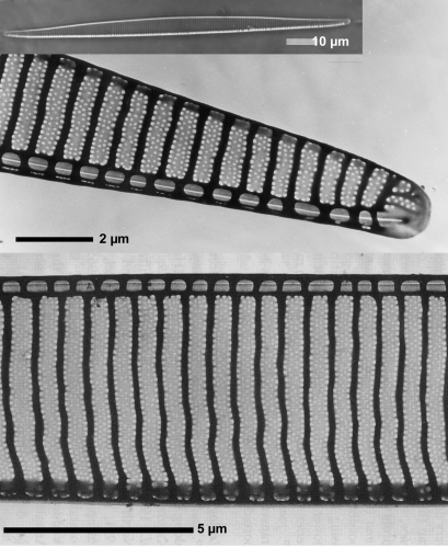 Morphological details of P. seriata