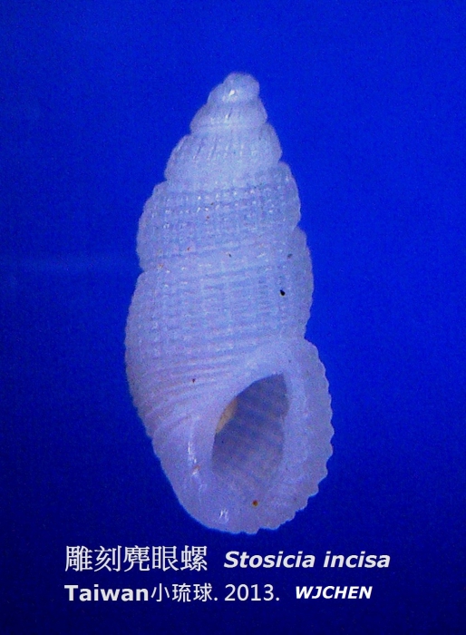 Stosicia incisa Stosicia incisa
