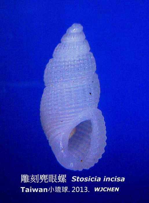 Stosicia incisa