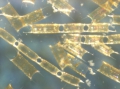 Chromista - Bacillariophyceae (diatoms)