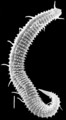 Nematoda (roundworms)