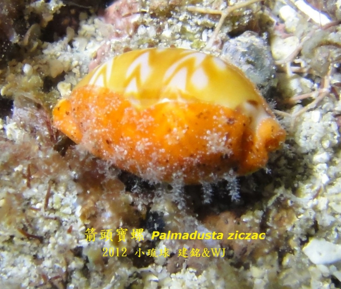 Palmadusta ziczac Palmadusta ziczac