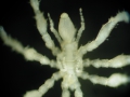 Chelicerata (sea spiders & mites)