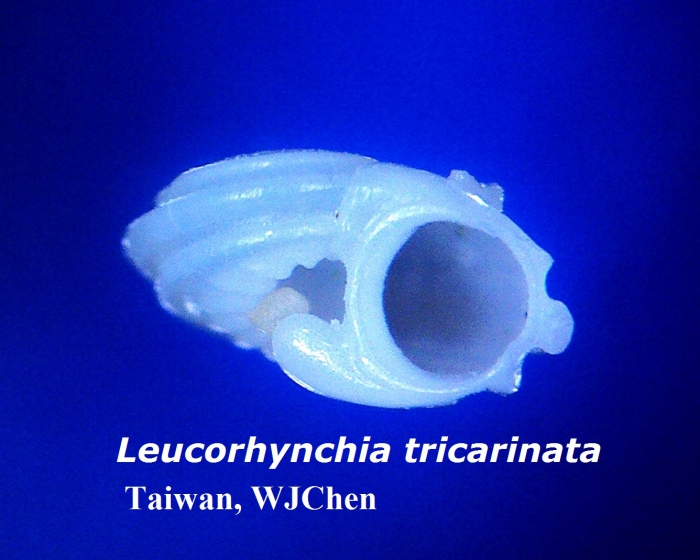 Leucorhynchia tricarinata Leucorhynchia tricarinata