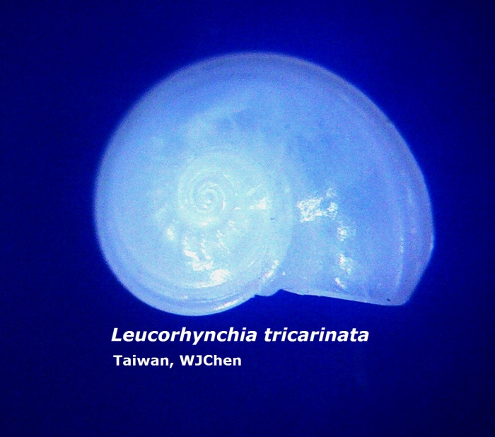 Leucorhynchia tricarinata 