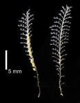 Hydrozoa (hydroids)