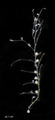 Hydrozoa (hydroids)