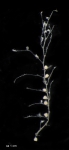 Hydrozoa (hydroids)