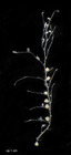 Plumularia strobilophora, type specimen ZMA4014