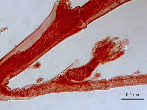 Plumularia strictocarpa Holotype MHNG-INVE-25022