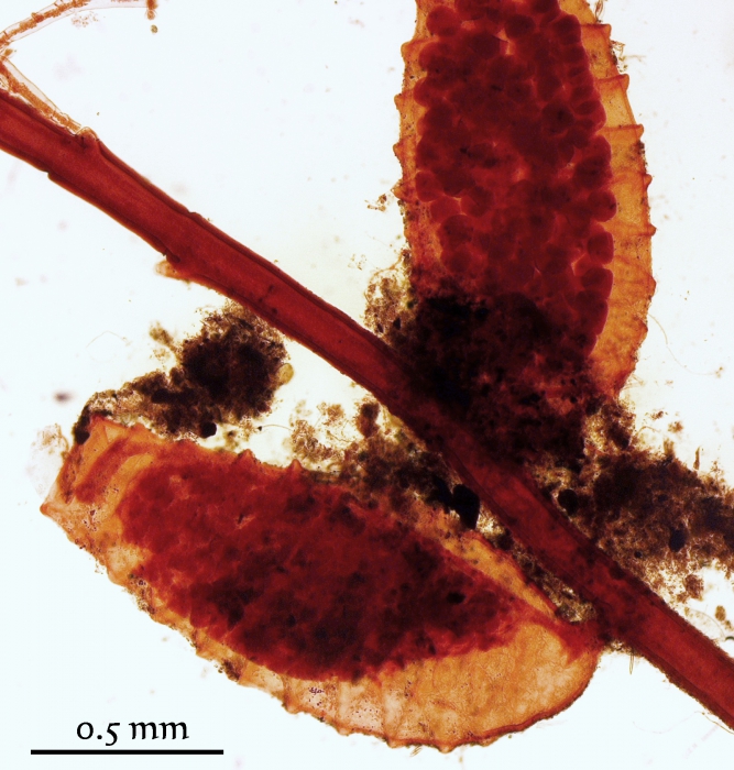 Plumularia strictocarpa Holotype MHNG-INVE-25022