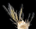 Hydrozoa (hydroids)