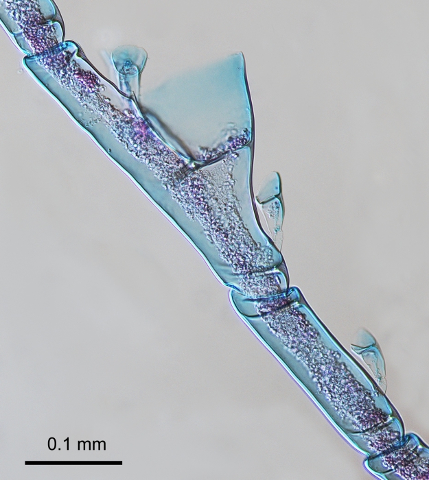 Plumularia setacea from Roscoff, France, English Channel