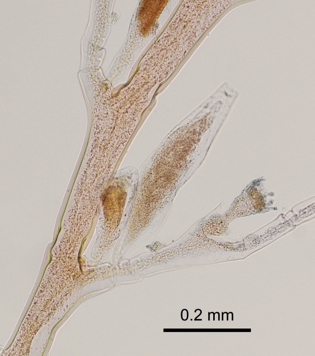 Plumularia setacea, from Roscoff, France, English Channel