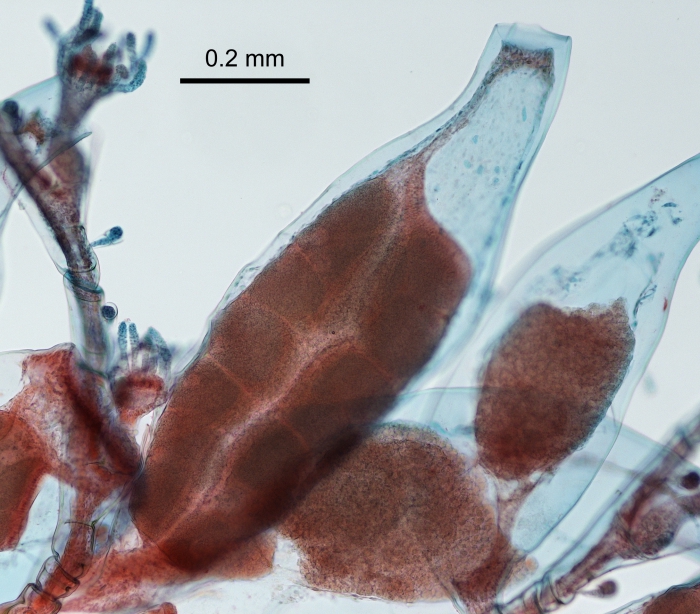 Plumularia setacea from Roscoff, France, English Channel