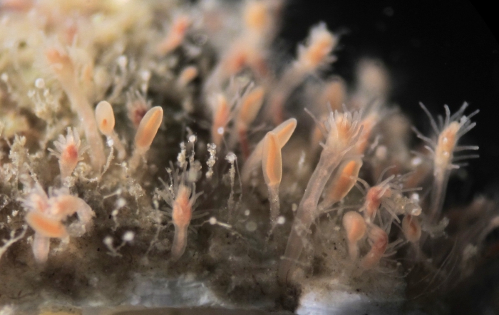 Rhizogeton nudus, Friday Harbor, WA, USA / Hydranths and sporosacs, height 1-3 mm Rhizogeton nudus, Friday Harbor, WA, USA / Hydranths and sporosacs, height 1-3 mm