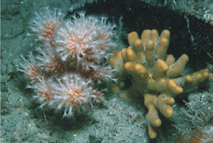 Alcyonium glomeratum, Axinella dissimilis and Holothuria forskali Alcyonium glomeratum, Axinella dissimilis and Holothuria forskali
