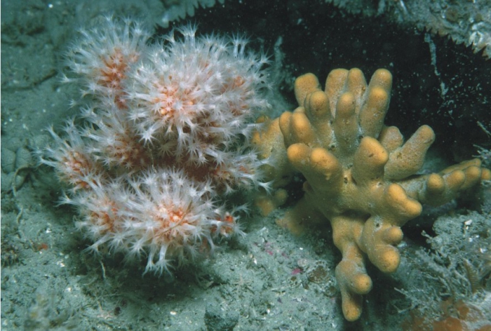 Alcyonium glomeratum, Axinella dissimilis and Holothuria forskali