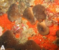 Porifera (sponges)