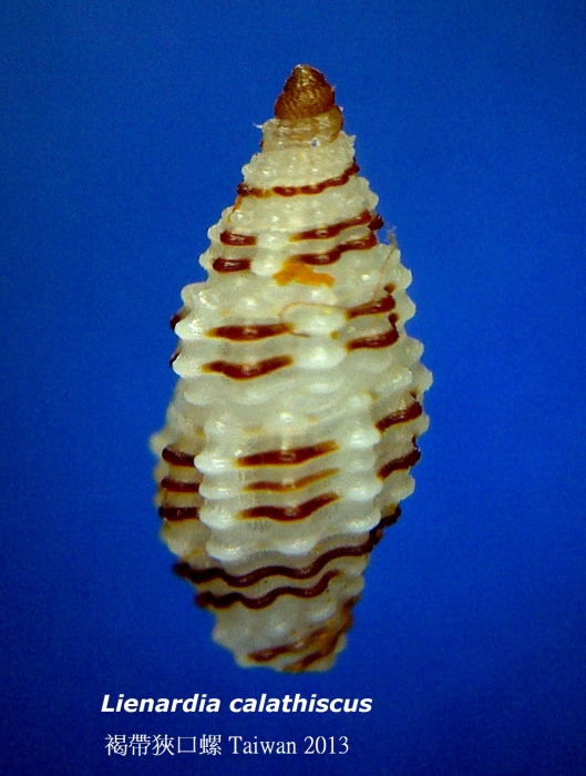 Lienardia calathiscus Lienardia calathiscus