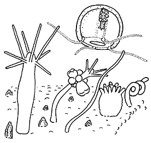 Family Hydractiniidae Family Hydractiniidae