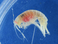 Crustacea (crustaceans)