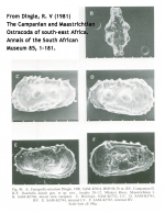 Types of Dutoitella dutoitii