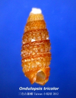 Ondulopsis tricolor