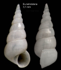 Aclis minor (Brown, 1827)Shell from Benalmdena, Spain (actual size 3.1 mm).